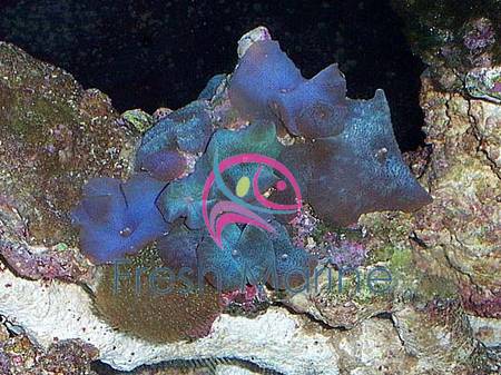 Blue Mushrooms Actinodiscus Mushroom Coral Live Salt Water Aquarium 