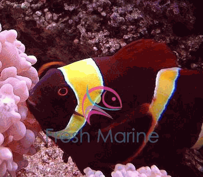 Yellow Stripe Maroon Clown Fish Maroon Gold Stripe Live Salt Water Aquarium